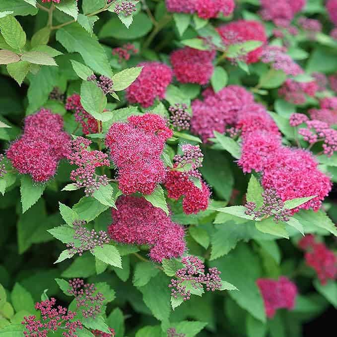 A lush cluster of vibrant pink spirea flowers blooms amidst dense green foliage, perfectly matching the house to the garden. The flowers are in various stages of blooming, some fully open while others are still budding. The spirea's broad and serrated leaves add texture to this harmonious scene.