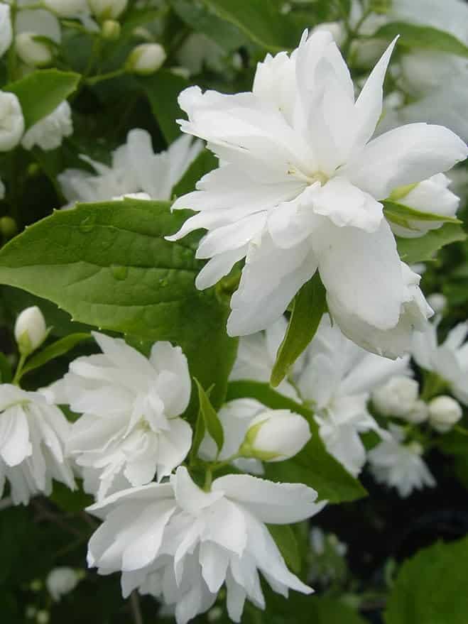 A close-up image of a flowering plant with white, double-layered petals. The flowers are in full bloom, surrounded by green leaves. The background shows more buds and leaves, indicating a lush and healthy plant that perfectly matches the color scheme of the garden and house.