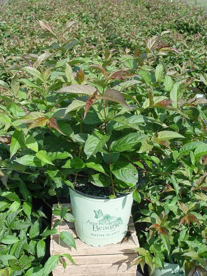 A lush, green potted plant with broad leaves sits in a light green container labeled "America Beauties Native Plants." The pot is elegantly placed on a wooden crate, perfectly matching the house to the garden amidst a dense background of similar plants.