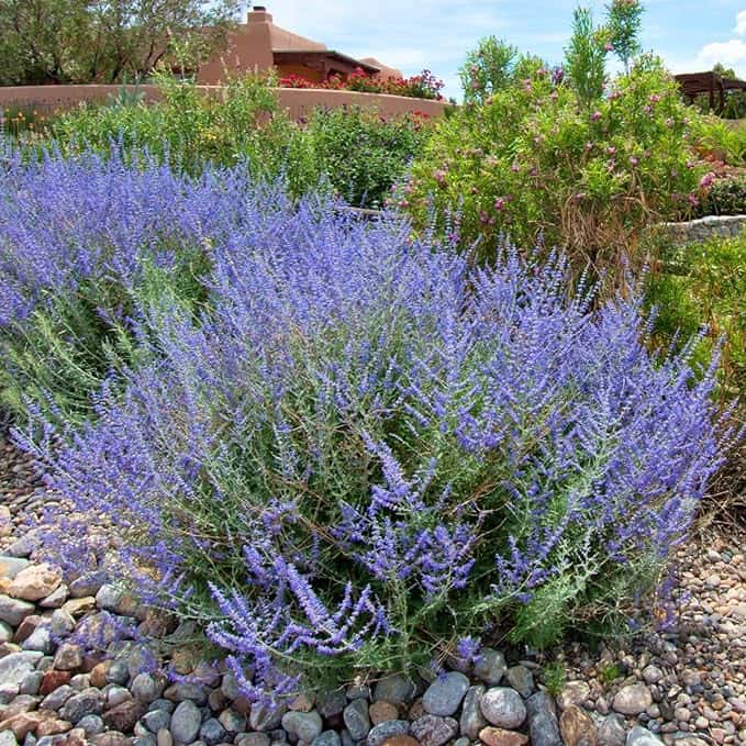 A lush lavender bush in full bloom, surrounded by stones, with various green shrubs and a pink flowering plant in the background under a partly cloudy sky. The vibrant garden perfectly matches the color scheme of the house.