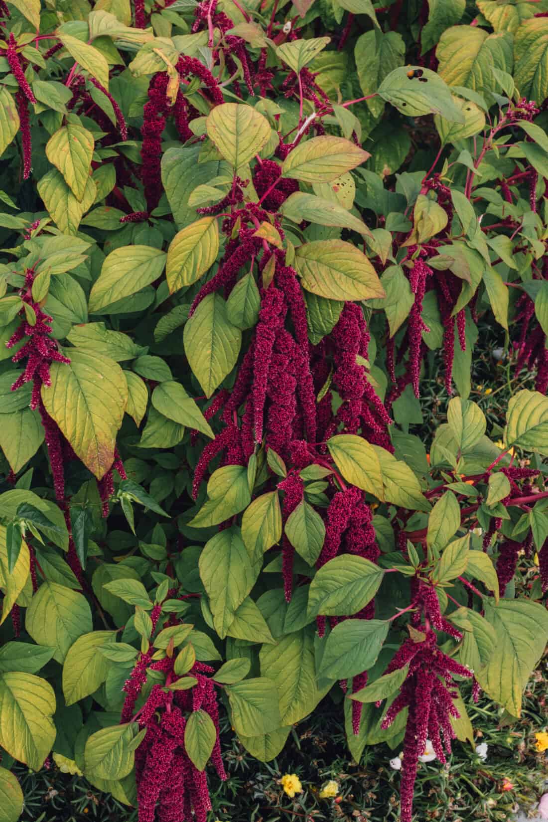 A vibrant amaranth plant with numerous clusters of drooping, deep red flowers, surrounded by large, green leaves. The dense foliage creates a rich contrast with the bright red blooms, capturing the plant's lush and colorful appearance alongside its neighboring cleome blossoms.