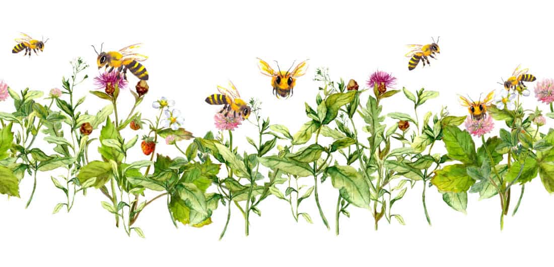 Watercolor illustration of a vibrant garden with various wildflowers and bees. The bees are actively buzzing around and pollinating the flowers. The plants are lush with green leaves and colorful blooms, creating a lively and natural scene that hums with the energy of bees at work.