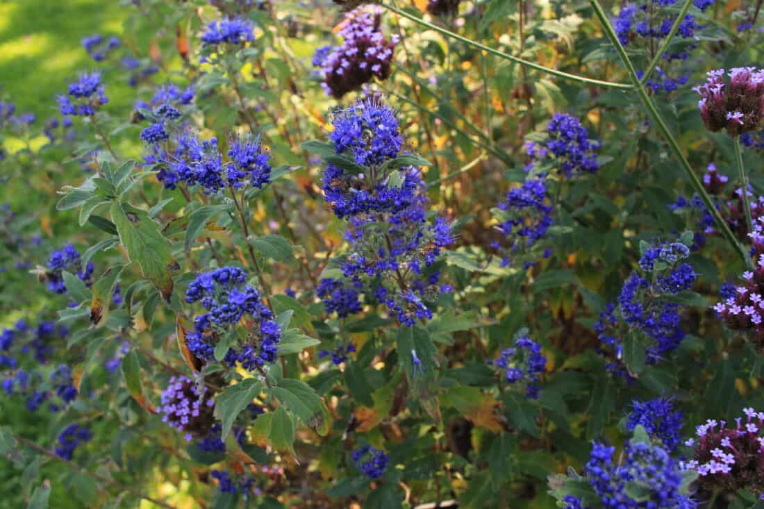 A lush garden with vibrant blue and purple cleomes in full bloom among green foliage, basking in sunlight. The rich colors and dense growth create a vivid and lively scene, capturing the essence of a blooming summer garden.