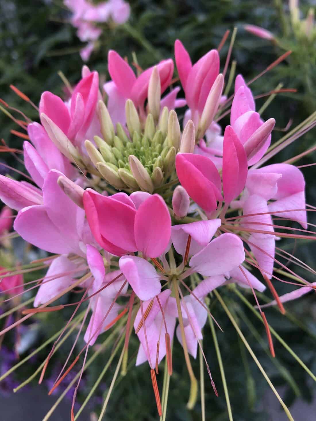 Close-up of a pink spider flower (Cleome hassleriana) in full bloom. The Cleome's delicate pink petals radiate from a central green core, with long, thin stamens extending outward, creating a spiky appearance against a leafy green background. It's like nature gathering friends in vibrant harmony.