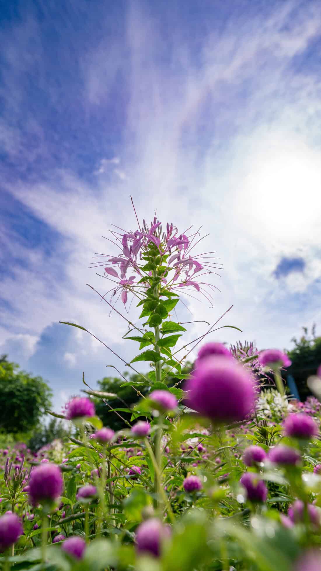 cleome and globe amaranth flowers set against a blue sky