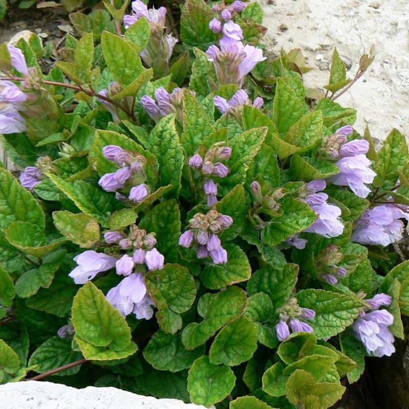 A lush Meehania cordata plant with green, textured leaves and clusters of delicate, light purple flowers in bloom. The plant is situated among rocks, highlighting its vibrant foliage and blossoms.