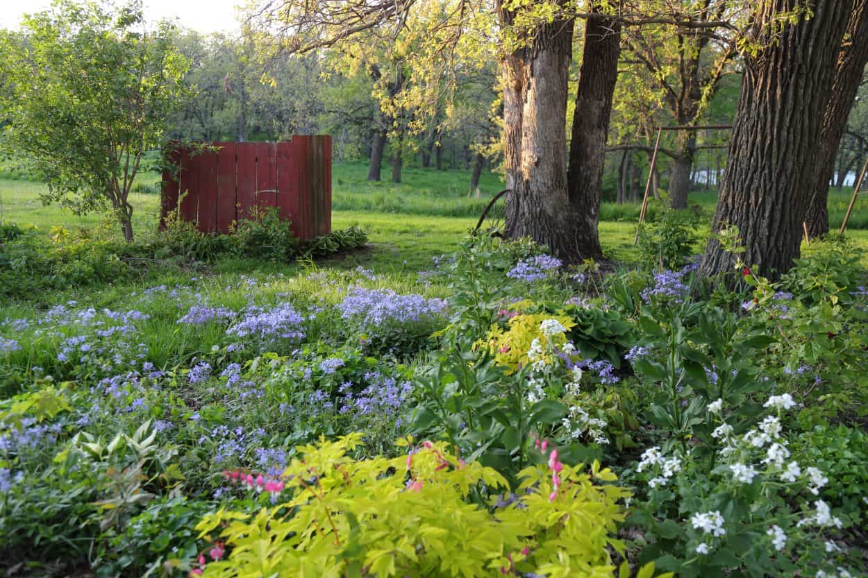 A serene garden scene with a mix of yellow, white, and purple flowers in the foreground, including delicate Meehania cordata. Large trees and bushes are scattered around, with sunlight streaming through the leaves. A red wooden gate stands in the background amidst lush green grass and foliage.