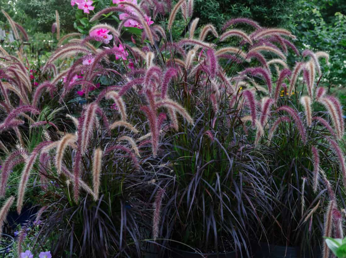 A dense, vibrant garden scene showcasing ornamental grasses with feathery, purple-tinged plumes swaying amidst green foliage. Pink flowers and cleome bloom prominently in the background, adding a splash of color to the lush greenery.