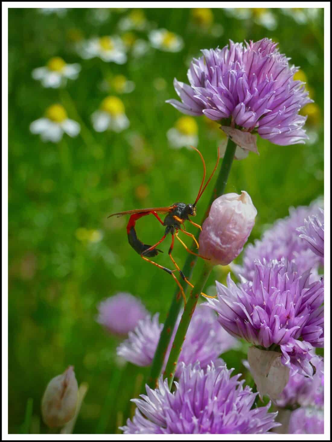 A vibrant insect with a long, curved abdomen and red, black, and orange coloring perches on the stem of a purple chive flower. The background is filled with more chive flowers, cleome blooms, and some white, yellow-centered flowers, all set in a lush green field.