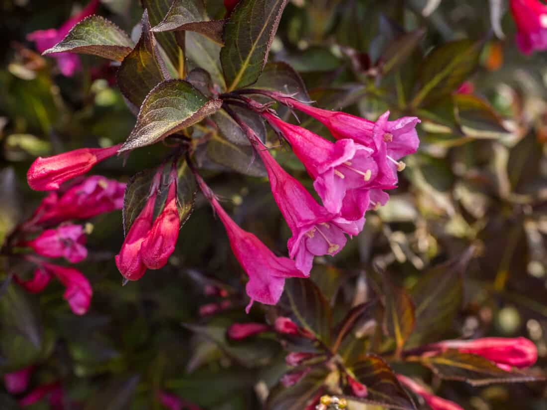 Close-up of vibrant pink flowers, likely Weigela or perhaps Cleome, with trumpet-shaped blooms and dark green, slightly reddish foliage. The background foliage is softly out of focus, enhancing the bright pink of the flowers. The image captures a sunny outdoor setting.