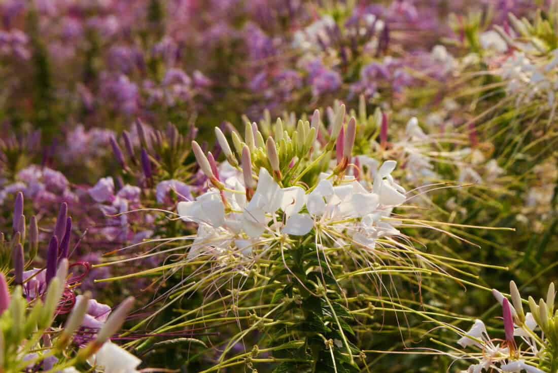 Close-up of a white spider flower (Cleome hassleriana) with elongated stamens and pinkish buds, set against a blurred background of additional cleome flowers in various shades of purples and pinks. The scene conveys a vibrant, natural garden setting.