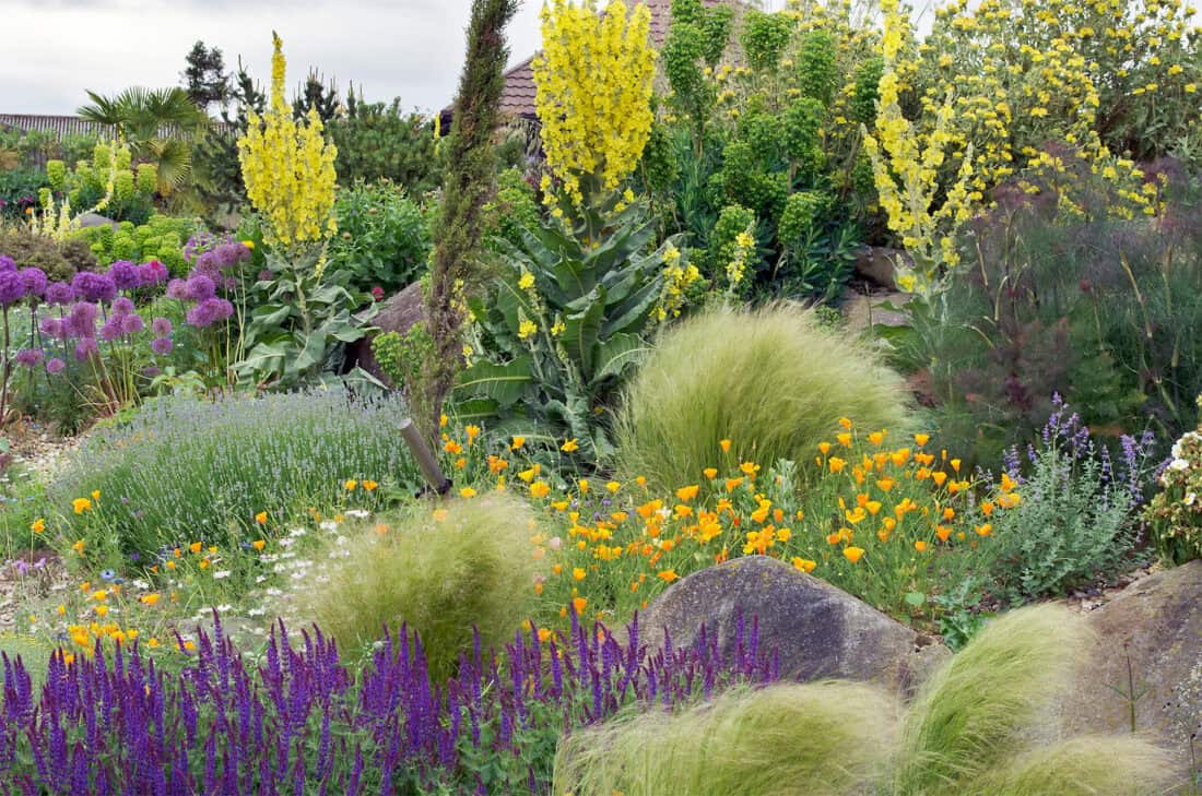 A vibrant garden filled with diverse flowers and greenery showcases continuous bloom. Tall yellow blooms stand beside lush plants, while clusters of purple alliums and orange poppies add colorful contrast. Grasses sway gently in the foreground, completing the harmonious scene.