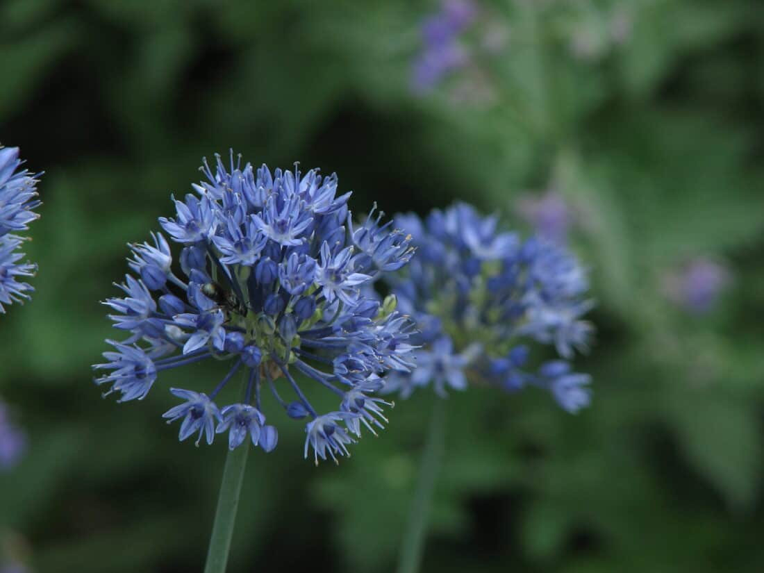 Close-up of a cluster of delicate purple-blue alliums in full bloom, set against a blurred green background. The foreground flower is detailed, showing small petals and tiny blooms radiating outward, promising a continuous bloom from these vibrant bulbs.