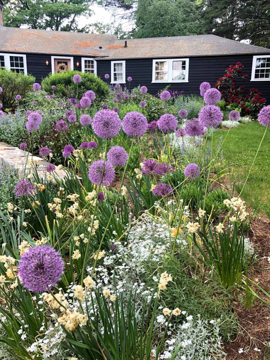 The garden showcases a stunning continuous bloom with tall purple alliums and white blossoms in front of a dark-colored house with several windows and a door. Lush greenery envelops the scene under a clear sky, creating an atmosphere layered with beauty and tranquility.