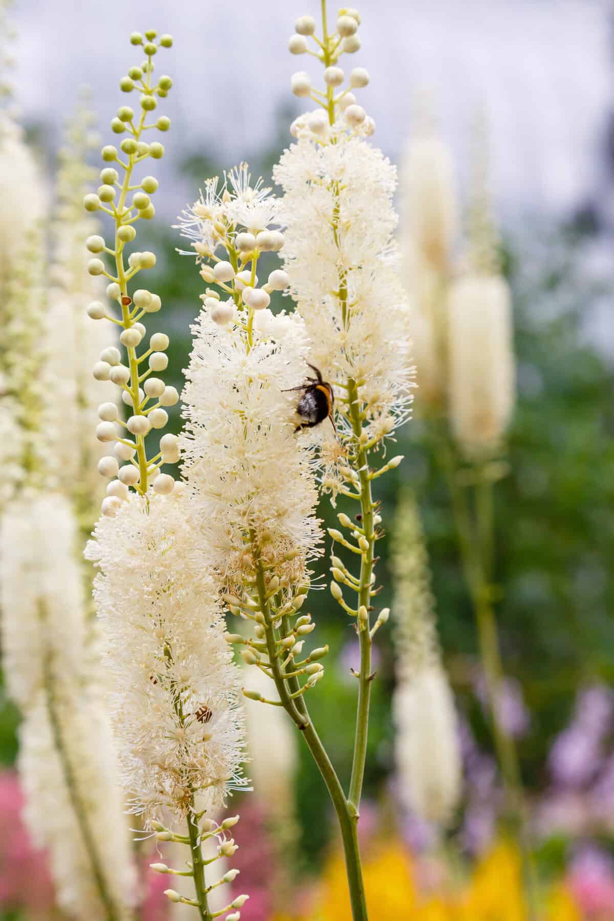 A bee diligently pollinates a tall, white fluffy Actaea flower with slender stems, surrounded by a garden of lush greenery and colorful blooms in the background.