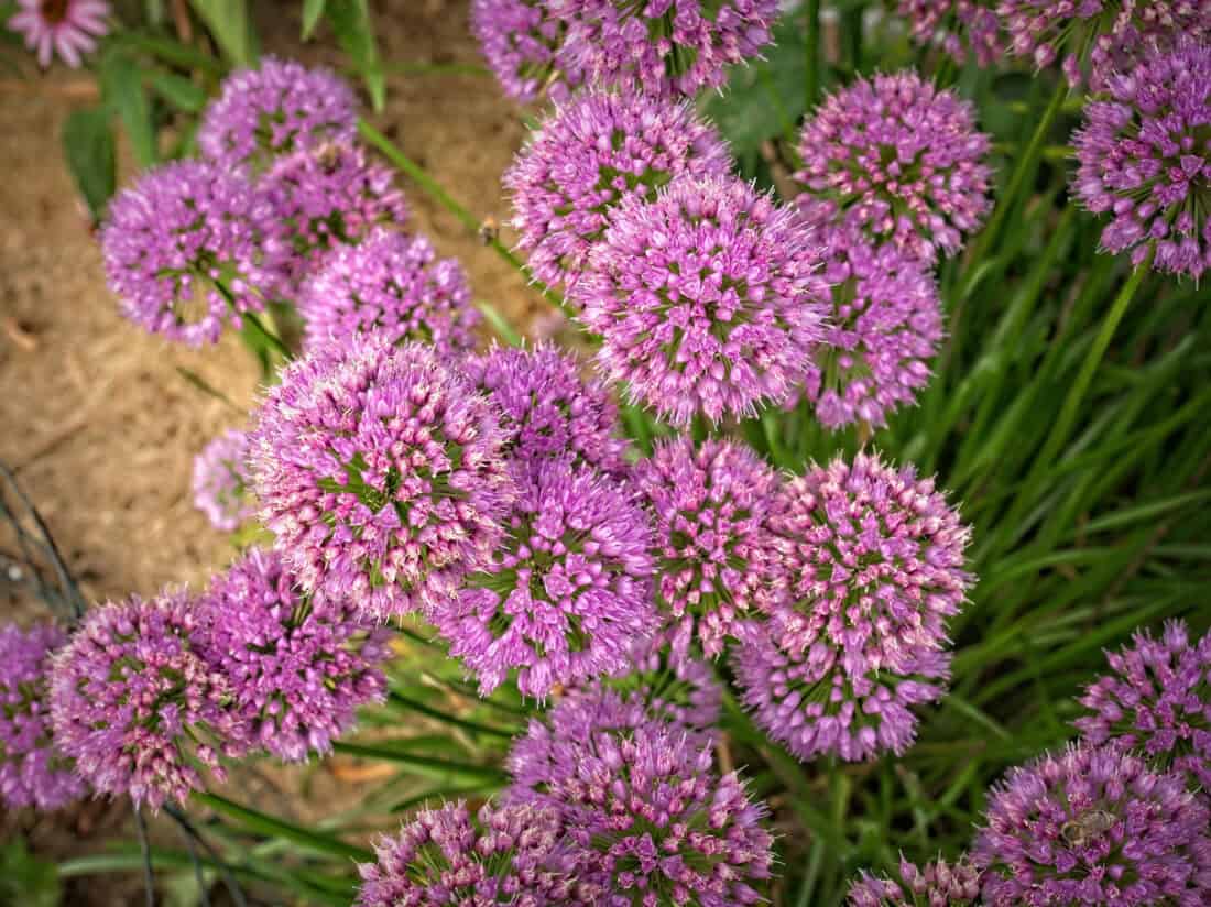 Close-up of vibrant pink Alliums clustered together in a garden. The spherical blooms, grown from bulbs, consist of numerous small, star-shaped flowers atop long stems, surrounded by fresh green foliage.