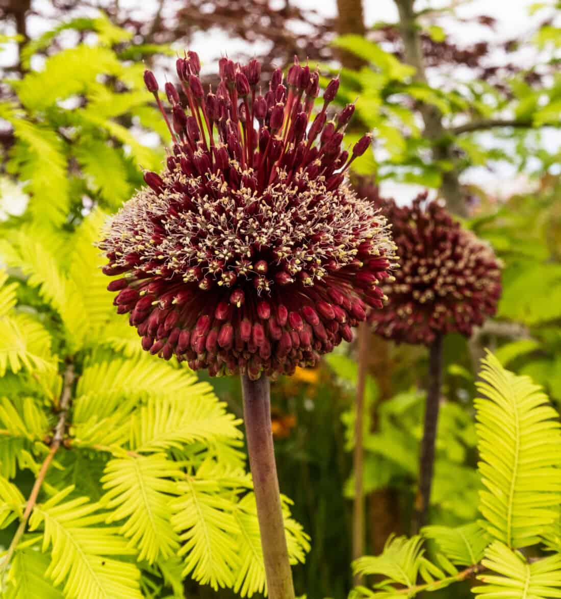 A vibrant red and maroon Allium bloom stands tall against a backdrop of bright green foliage. The intricate cluster of tiny blossoms forms a spherical shape on a sturdy stem, showcasing its continuous bloom. Another similar bloom is visible in the background.