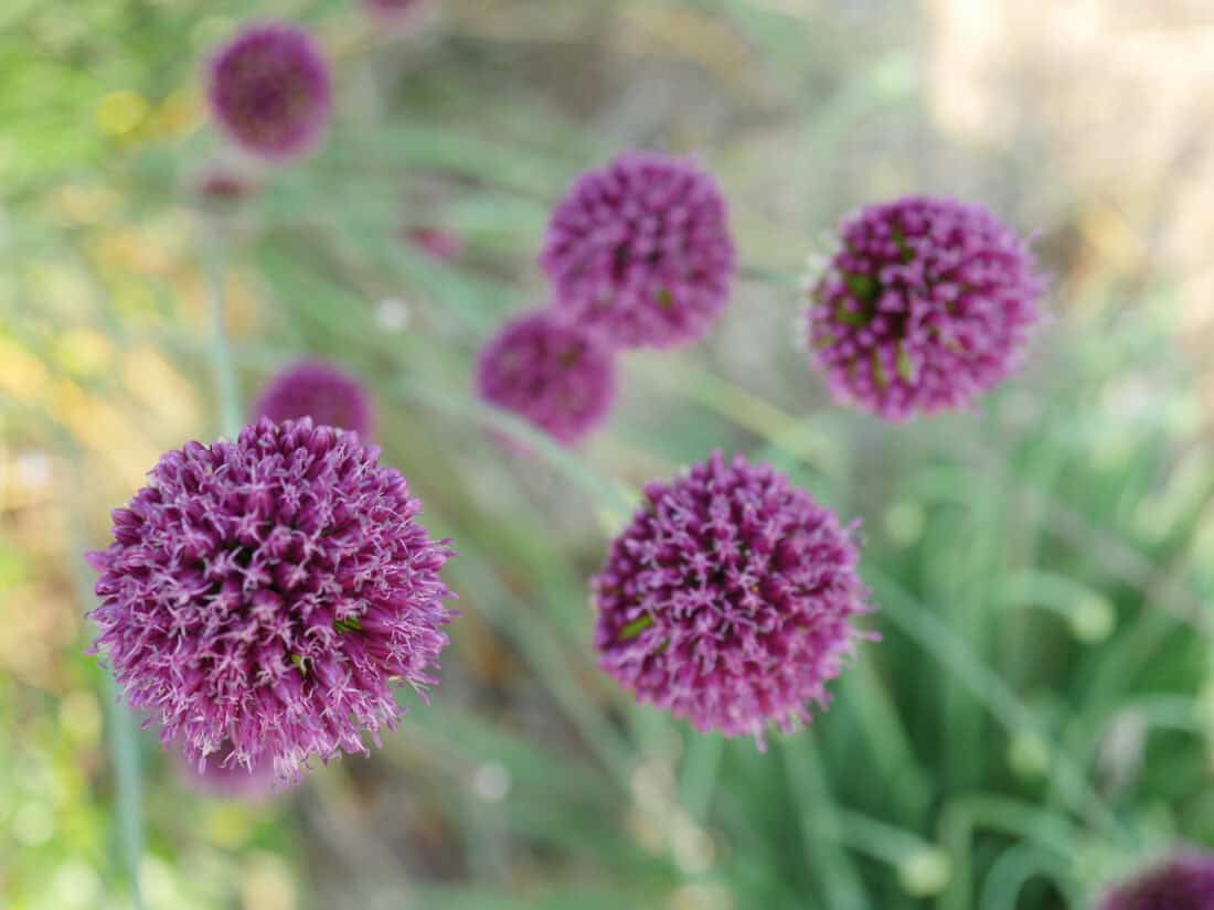 Close-up of several spherical, purple allium flowers in a garden. The flowers have long green stems and are in various stages of bloom, with a soft-focus background that includes grass and earth tones.