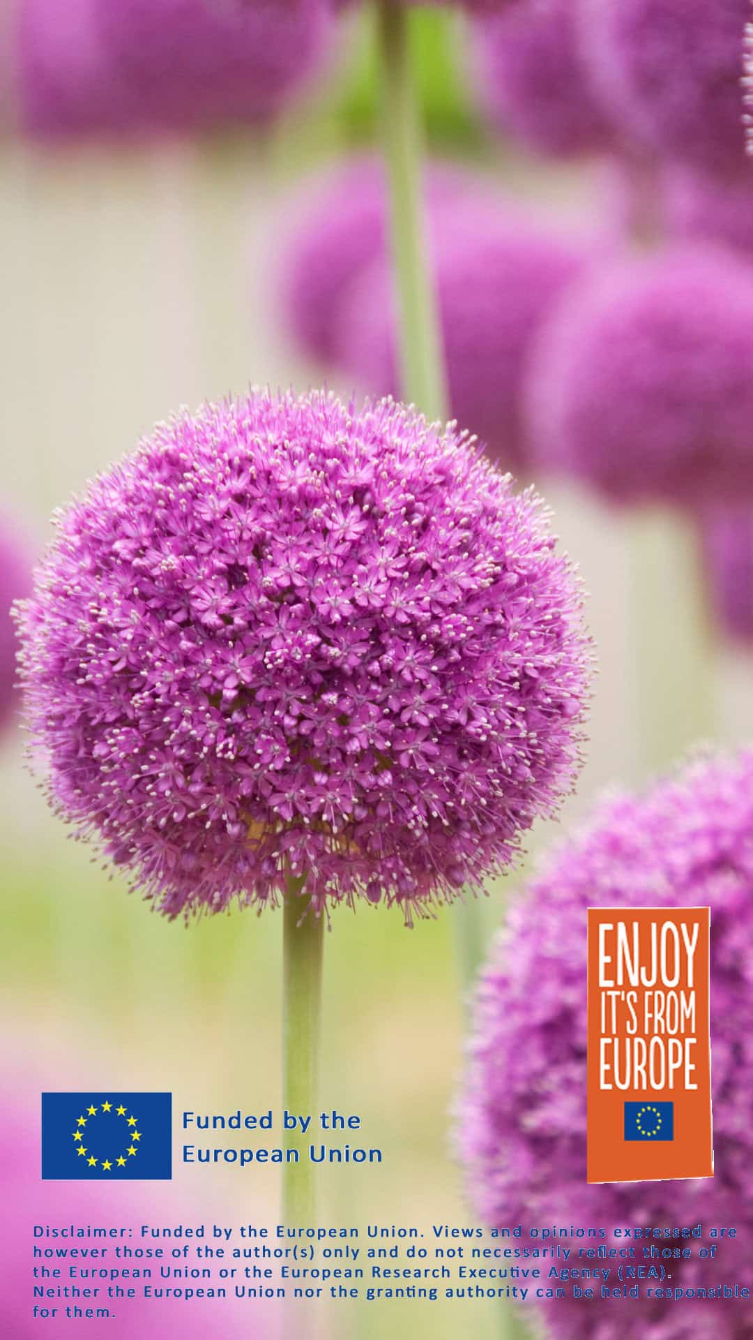 Close-up of a vibrant purple allium flower with a spherical shape, showcasing its striking bulbs. The image features the European Union logo, a disclaimer about EU funding, and an "Enjoy It's From Europe" label in the bottom corners.