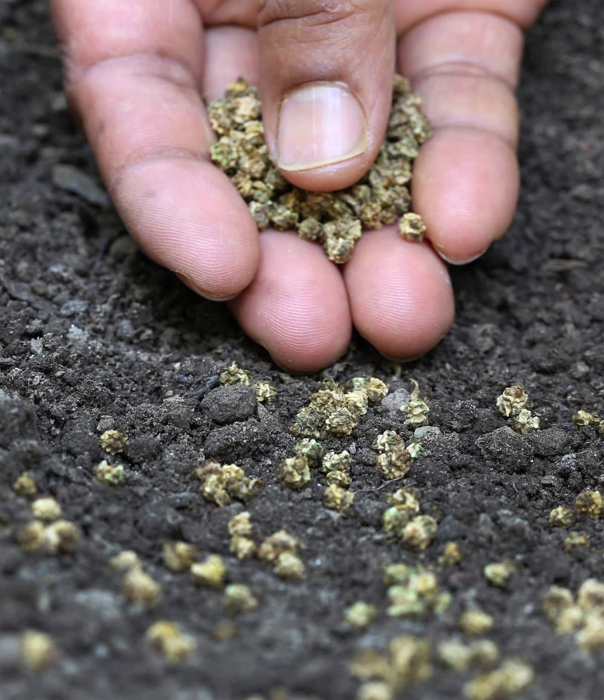 A hand sowing small, open pollinated seeds into dark, fertile soil, preparing for planting. The close-up image shows seeds being gently sprinkled, highlighting a mindful gardening or farming activity.