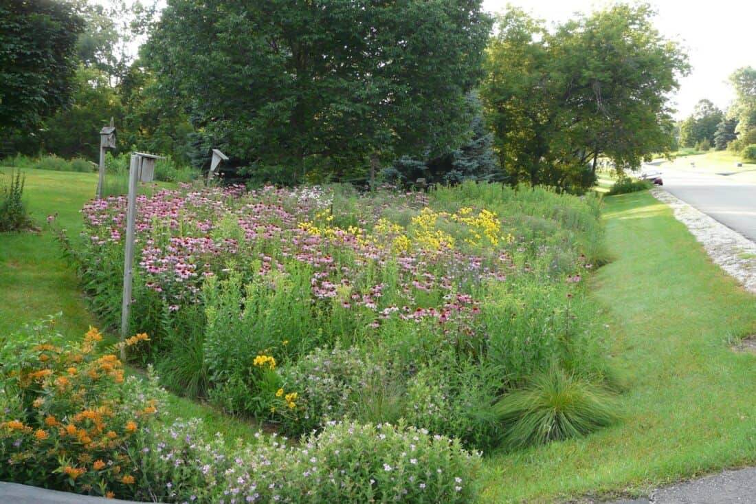 A lush roadside rain garden filled with various wildflowers, including purple coneflowers and yellow blooms, surrounded by green grass and trees. A road is visible on the right, and sustainable wooden birdhouses stand among the flowers, beautifully mitigating mud after a downpour.