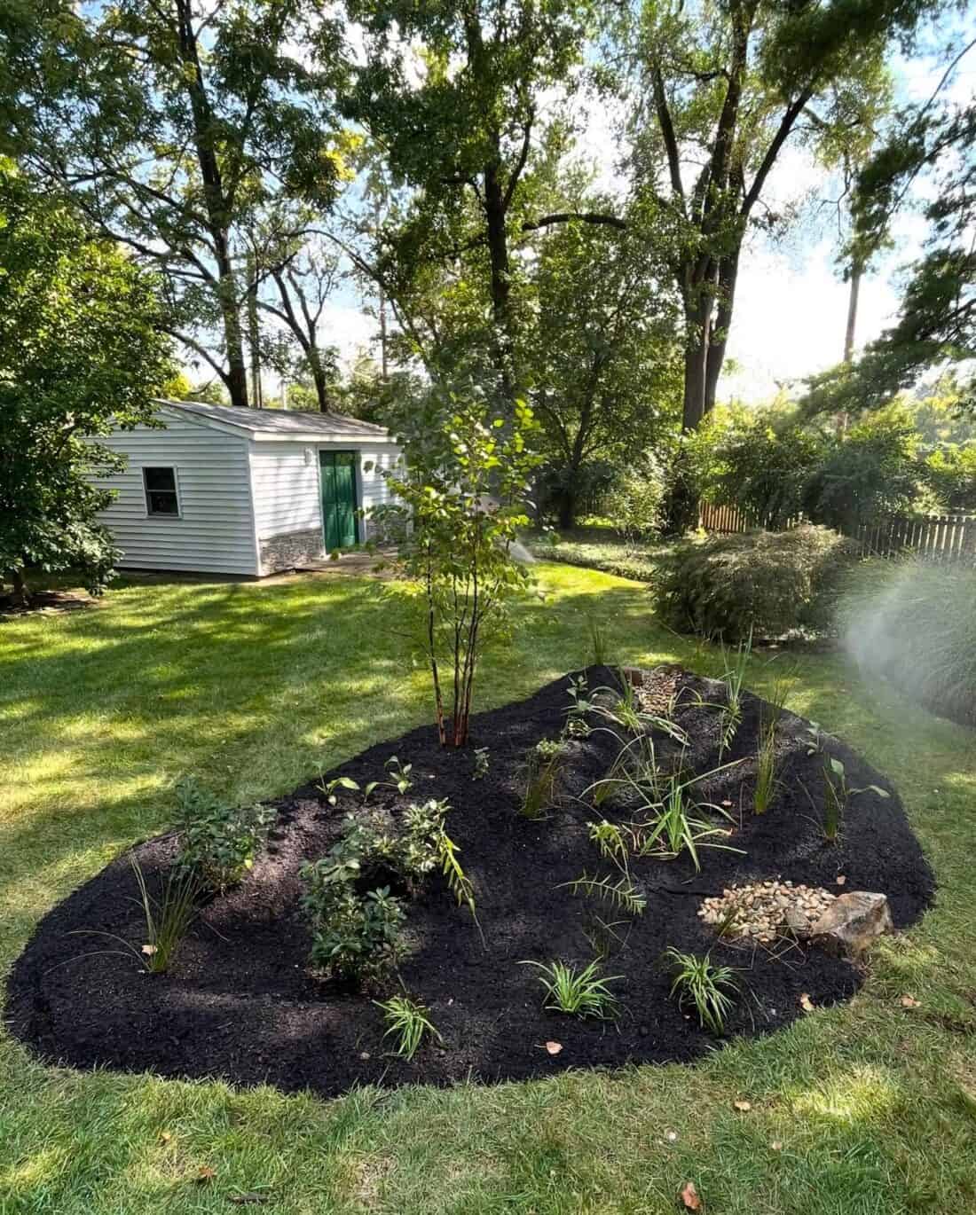 A landscaped rain garden bed with various plants and shrubs is surrounded by dark mulch, mitigating mud in the green lawn. Tall trees and a small white shed with a green door stand in the background, embracing sustainability as sunlight filters through the leaves.