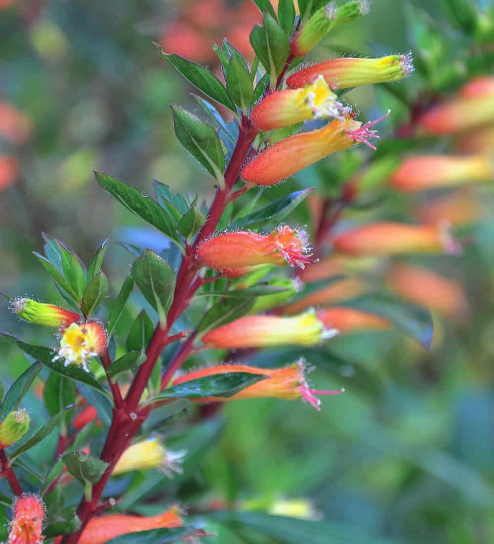 Close-up of a bat face cuphea with vibrant tubular flowers. The red-orange blooms, tinged with yellow tips, are elegantly arranged along a dark stem. The background is a blurred mix of green foliage.