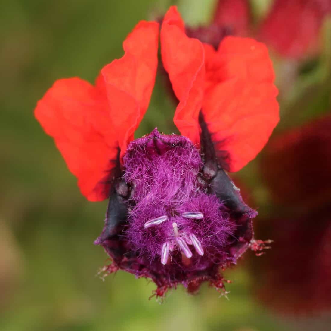 Close-up of a vibrant flower in this test post, featuring two bright red petals at the top and a fuzzy purple center with small purple stamens. The background is a blurred green, highlighting the vivid colors of the flower.