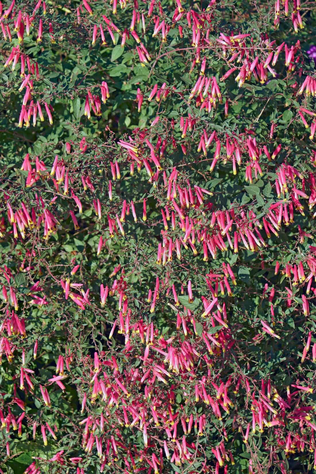 A dense bush adorned with numerous small, tubular, pink flowers and lush green foliage, the Cuphea plant boasts vivid petals that stand out against dark leaves for a vibrant, colorful display.