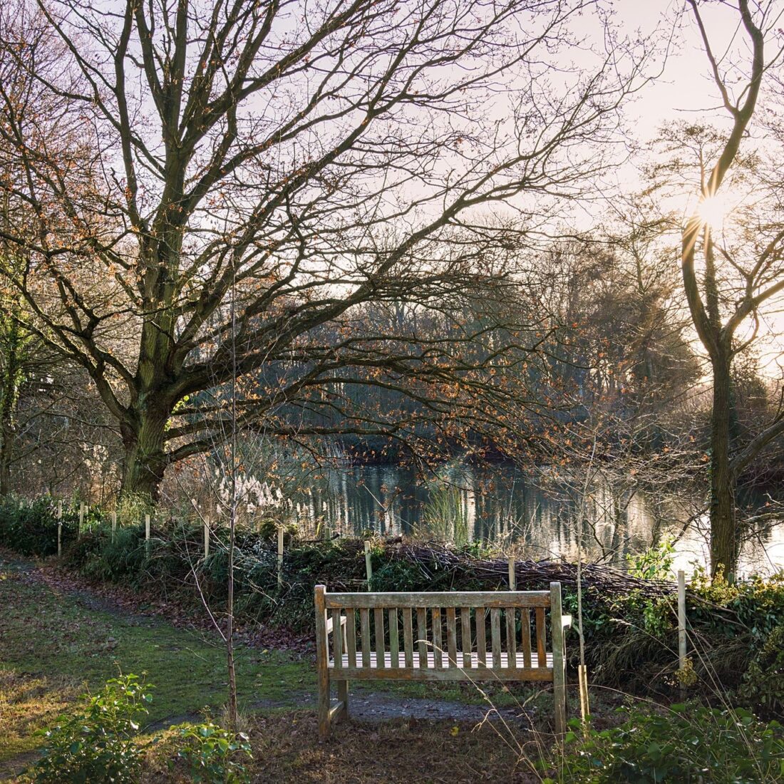 A wooden bench faces a calm pond surrounded by bare trees under a clear sky. The sun peeks through the branches, casting light on the wintry landscape. A grassy path leads to the bench, with a dead hedge acting as a living barrier, inviting solitude and reflection.