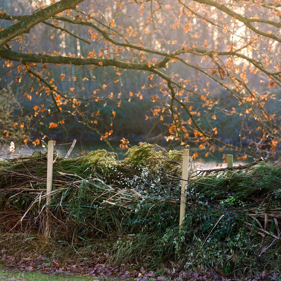 A rustic dead hedge made of intertwined branches and green foliage stands in a sunlit area. Above, a tree with sparse orange leaves extends its branches. The background is softly blurred, suggesting a natural area dedicated to healing the land.