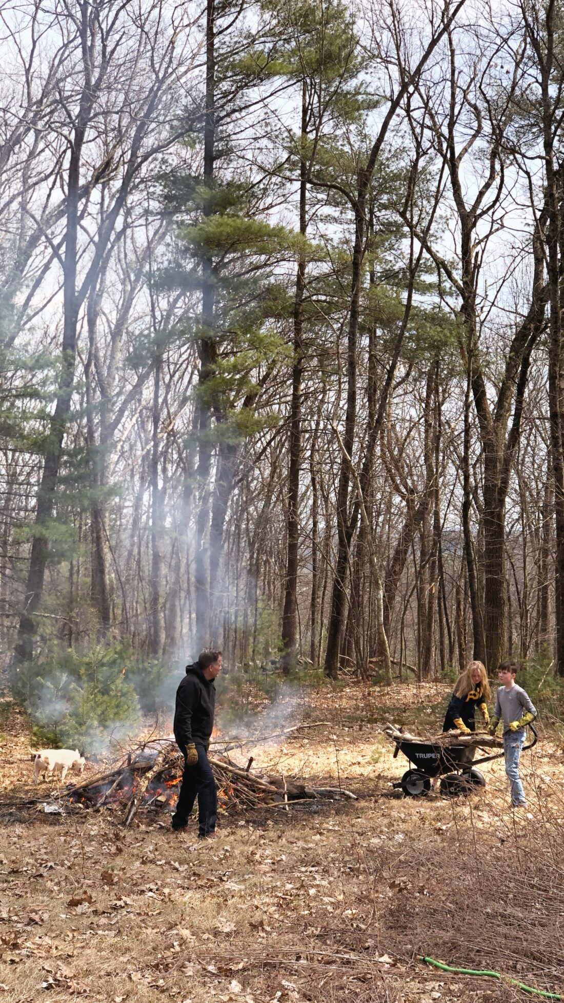 Three people engage in outdoor chores in a forested area. One person tends to a smoking fire, while another pushes a wheelbarrow filled with sticks for creating a dead hedge as the child assists. Leafless trees form a living barrier under the overcast sky.