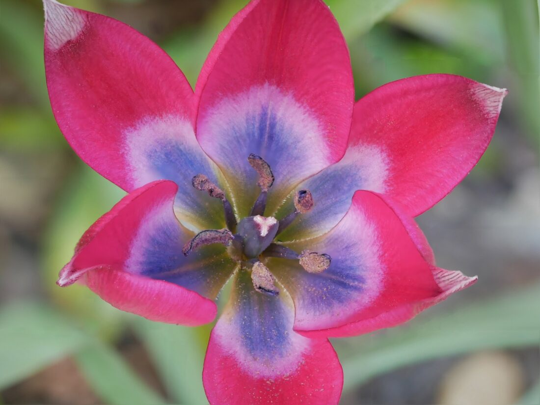 A close-up of a vibrant species tulip with pink petals, a purple and blue center, and dark stamens, set against a blurred green background.