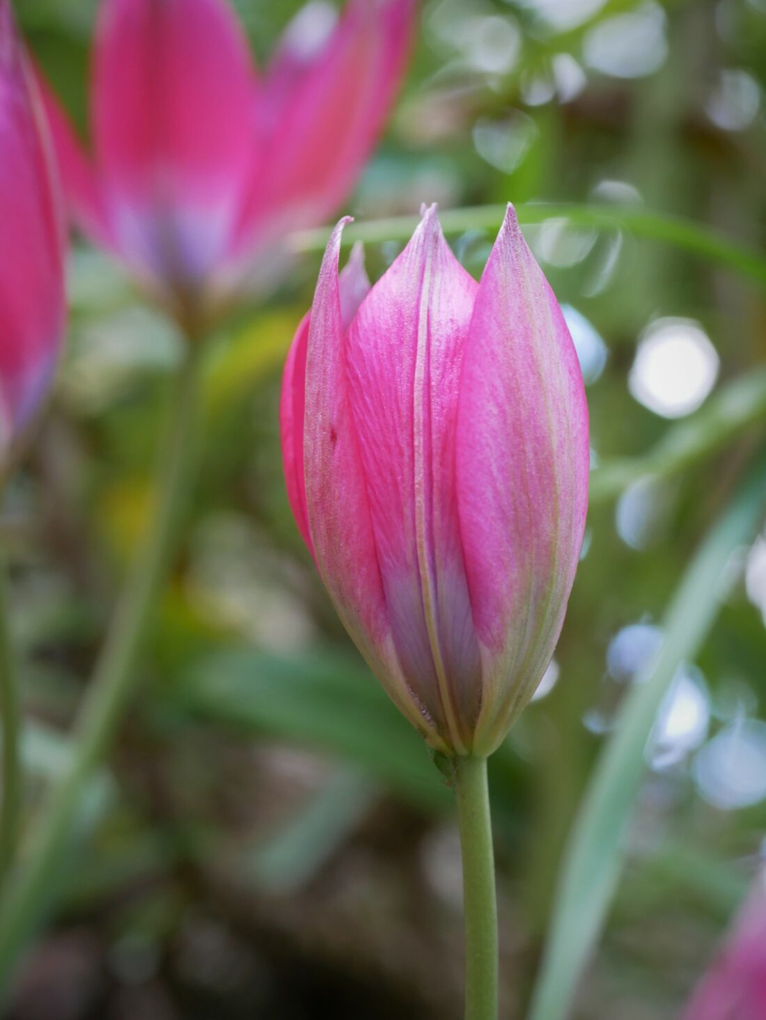 A close-up of a closed pink species tulip bud with a long green stem, set against a blurred background of greenery and other pink tulips.
