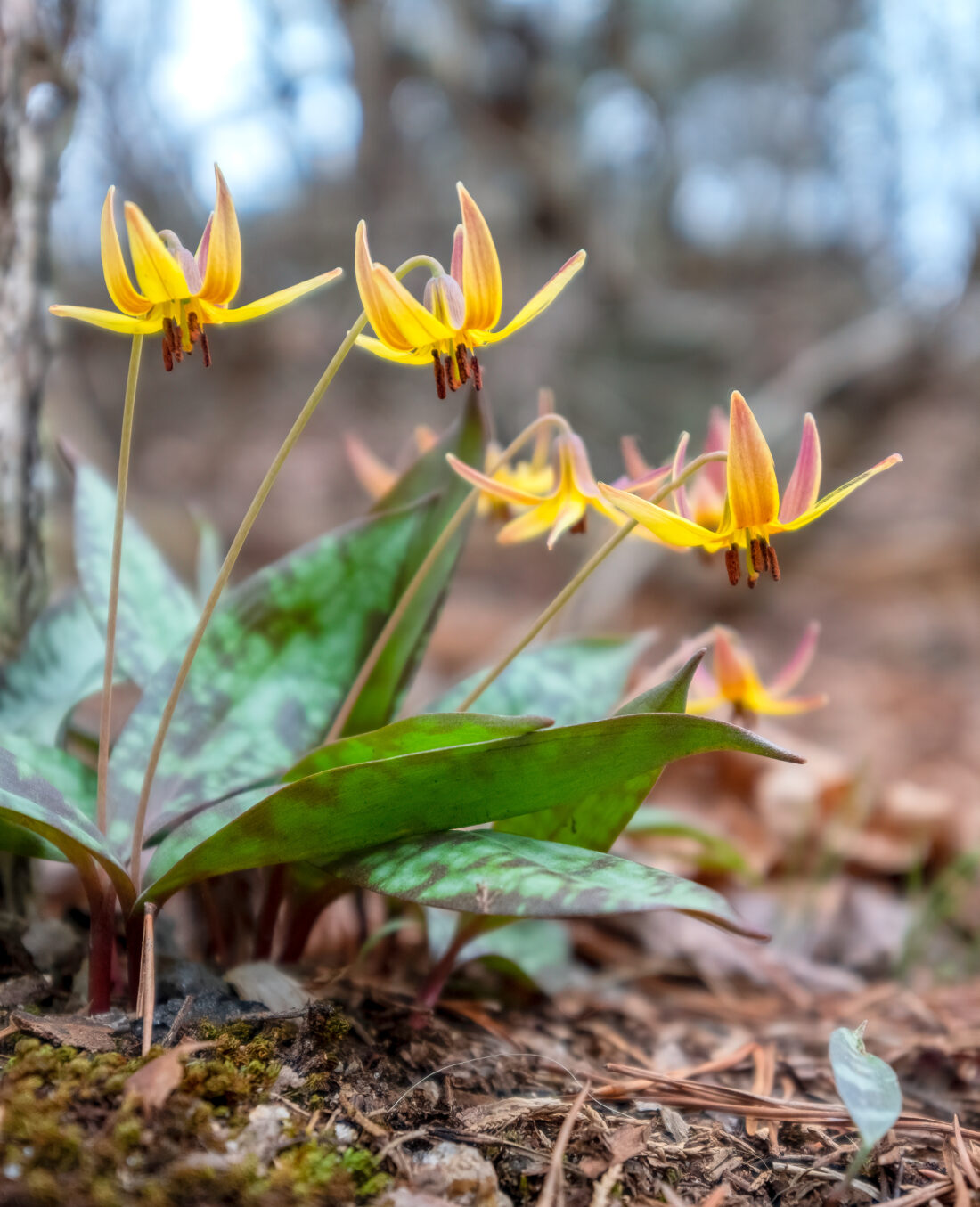 Yellow and pink species tulips with mottled green leaves grow on the forest floor, surrounded by fallen leaves and blurred trees in the background.