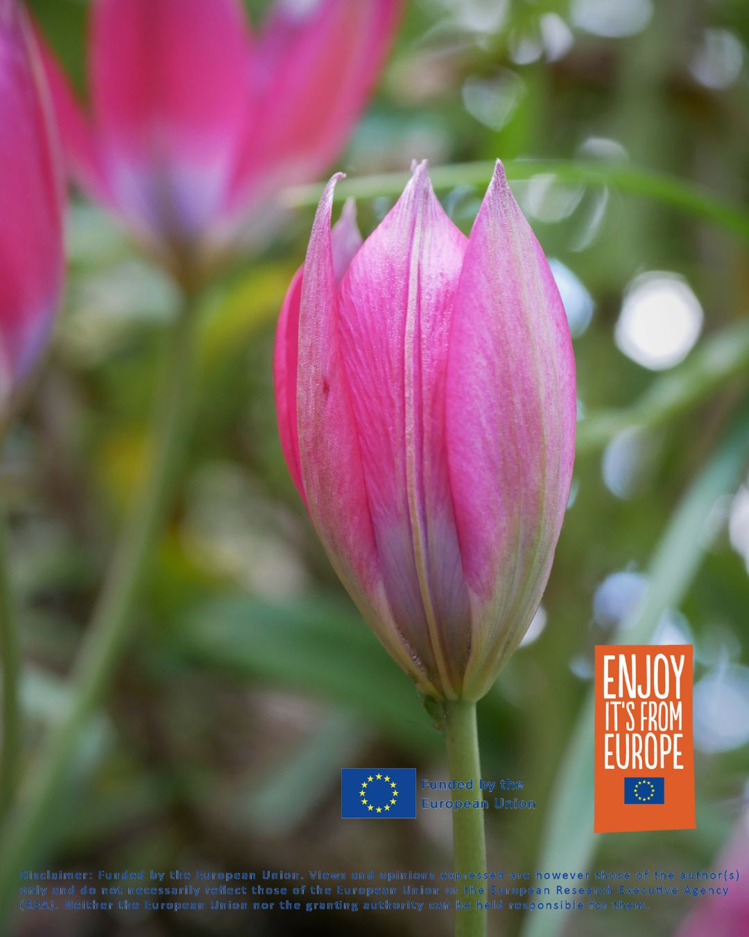 A close-up of a pink species tulips bud with green blurred foliage in the background. The European Union flag and "ENJOY IT'S FROM EUROPE" logo are in the lower right corner.