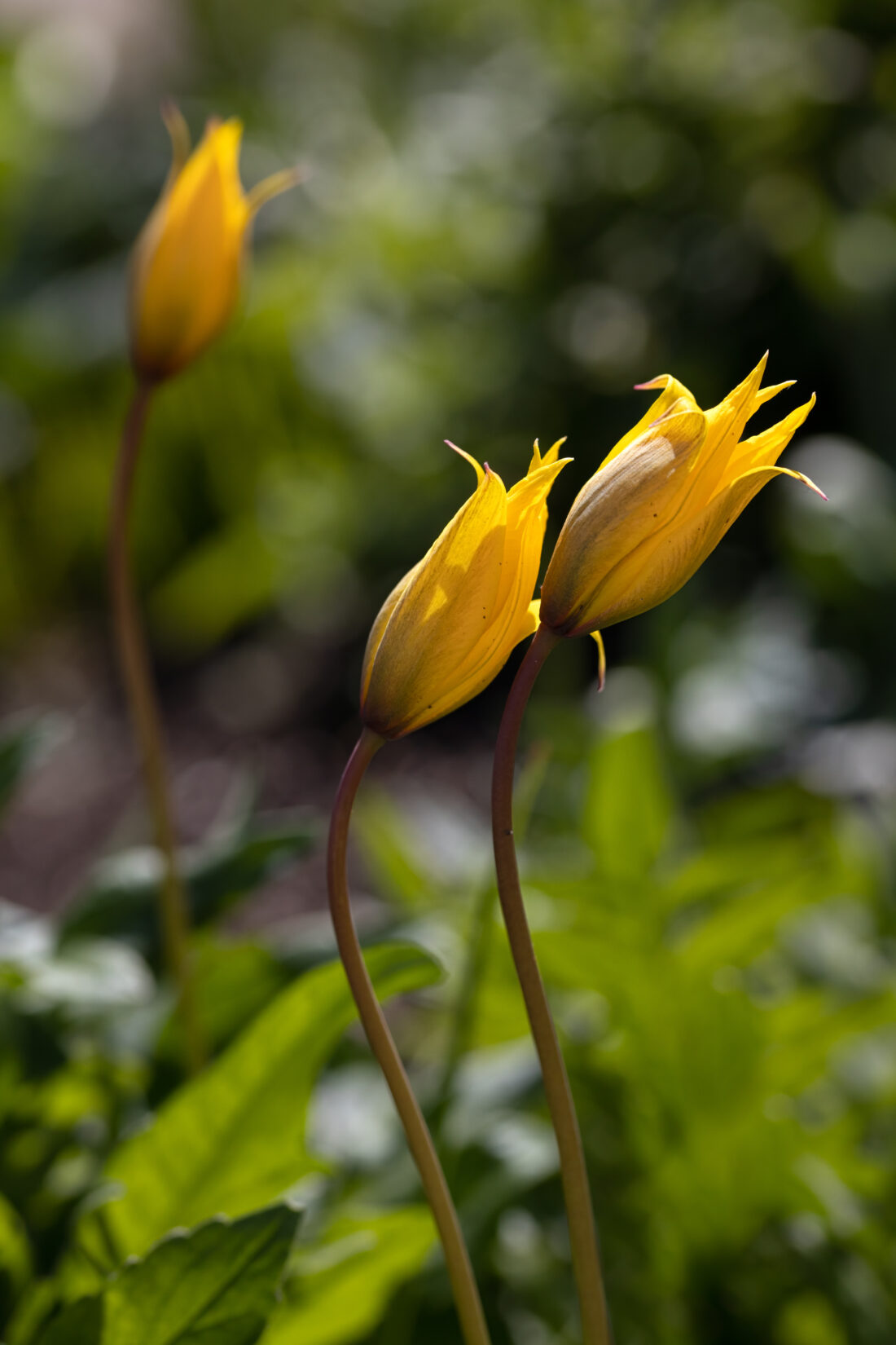 Two yellow species tulip buds on tall, slender stems stand side by side with another blurred tulip in the background, surrounded by green foliage in soft sunlight.