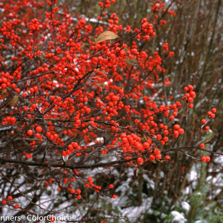 The Beautiful Berry - 9 Types of Berries For Fall & Winter Florals ...